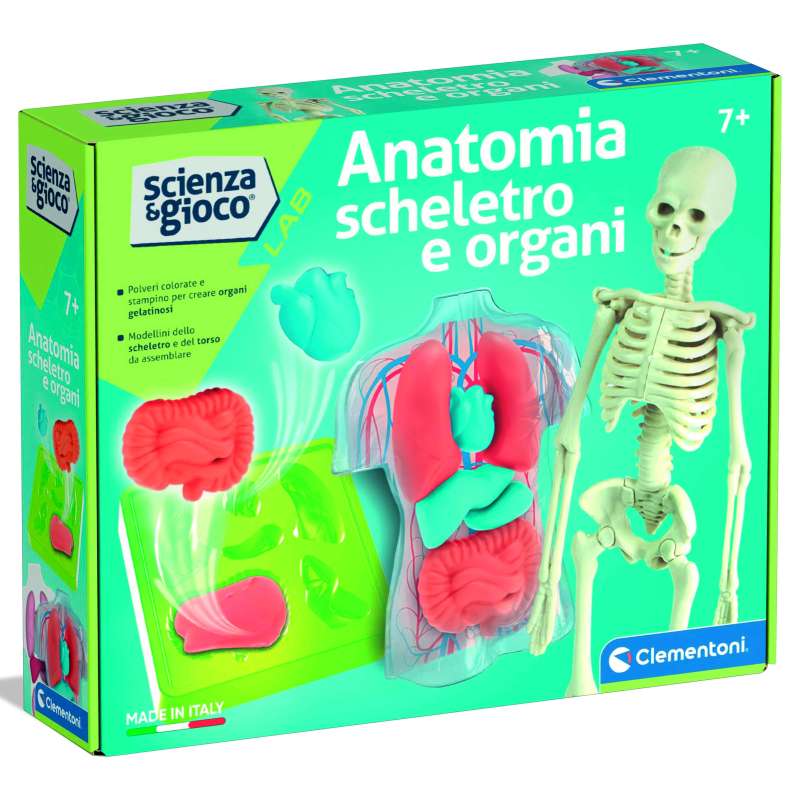 ANATOMIA SCHELETRO/ORGANI 19414 CT12